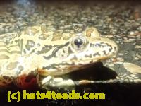 /home//u458753944/public_html/sourcegallery////////////////////////////Roxborough Toad Detour/2023/2023-03-23/P3230616.JPG